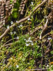 Cardamine dolichostyla