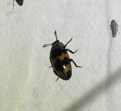 Ischyrus quadripunctatus