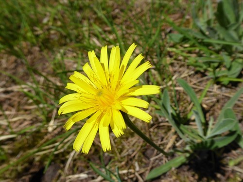 Leontodon incanus (Leontodon incanus)