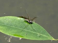 Limnogonus fossarum