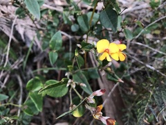 Platylobium parviflorum