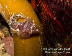 Chorisochismus dentex