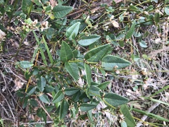 Platylobium parviflorum