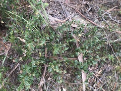 Platylobium parviflorum
