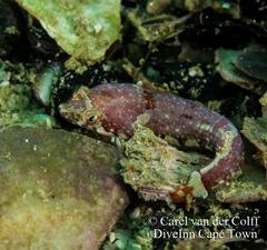 Apletodon pellegrini