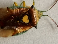 Sastragala esakii