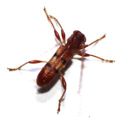 Transvaalobrium sudrei