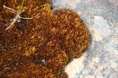 Campylopus atroluteus