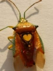 Sastragala esakii