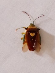 Sastragala esakii