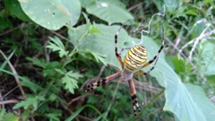 Argiope bruennichi