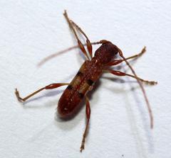 Transvaalobrium sudrei