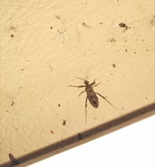 Oncocephalus pudicus