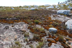 Campylopus atroluteus