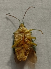 Sastragala esakii