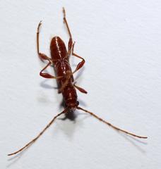 Transvaalobrium sudrei