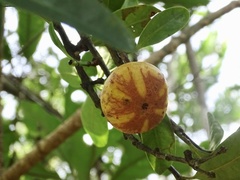 Garcinia oblongifolia