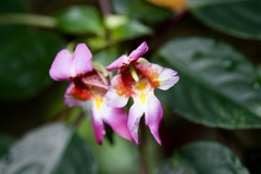 Impatiens bonii