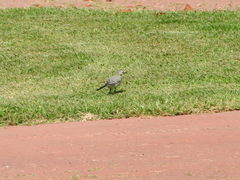 Motacilla alba