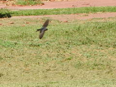 Hirundo rustica