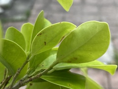 Phauda flammans