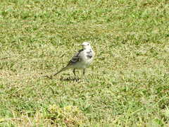 Motacilla alba