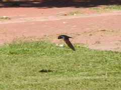 Hirundo rustica