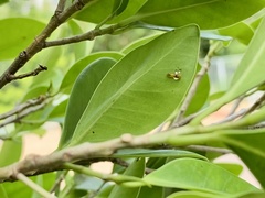 Phauda flammans