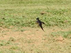 Hirundo rustica