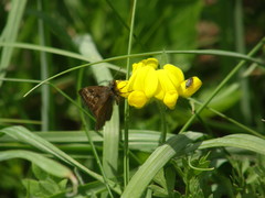 Lepidargyrus ancorifer