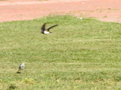 Hirundo rustica