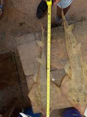 Spineback Guitarfish photo 2