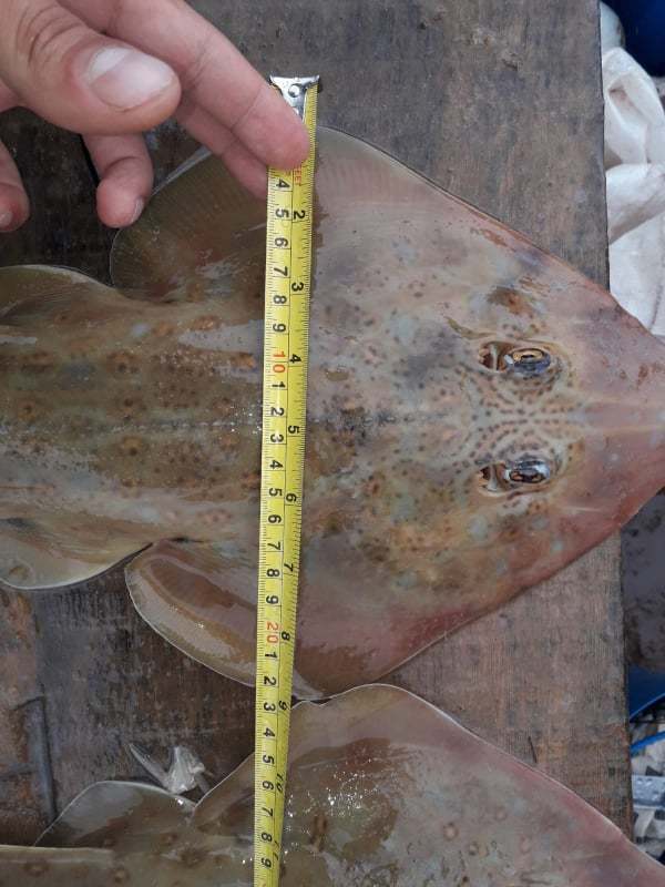 Spineback Guitarfish
