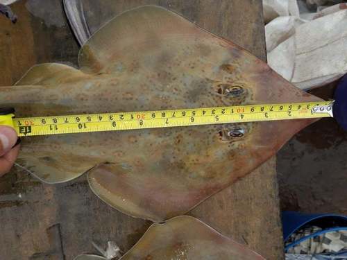 Spineback guitarfish (Rhinobatos irvinei) — Rhinobatidae — 2