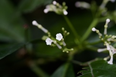 Rauvolfia