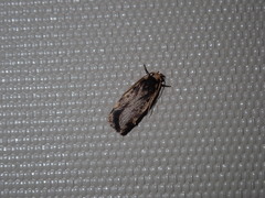 Hoplostega ochroma