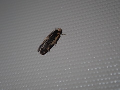 Hoplostega ochroma