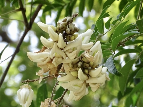 Nanhaia speciosa