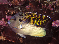 Apolemichthys kingi