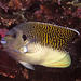 Tiger Angelfish - Photo (c) tony rebelo, some rights reserved (CC BY-NC)