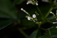 Rauvolfia