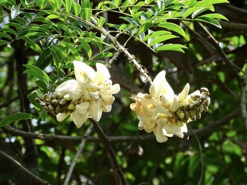 Nanhaia speciosa, photograph 1