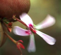 Pelargonium patulum