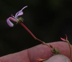 Pelargonium patulum