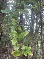 Alseuosmia macrophylla