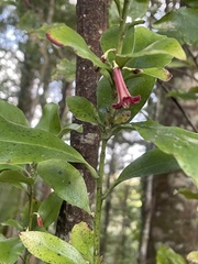 Alseuosmia macrophylla