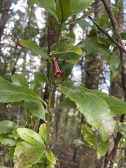Alseuosmia macrophylla