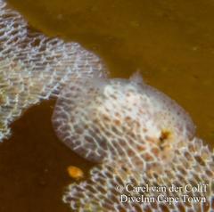 Corambe