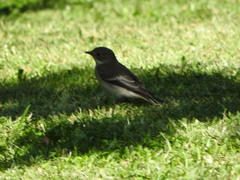 Ficedula hypoleuca