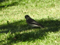 Ficedula hypoleuca